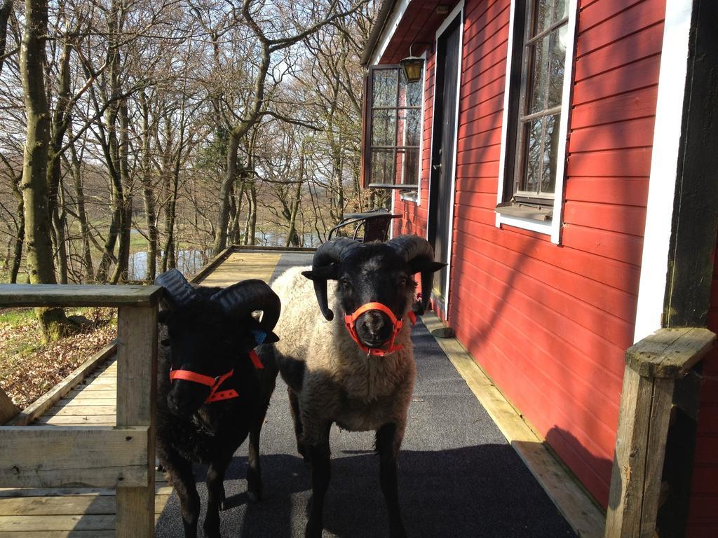 Farm Stay Happy Dogs Ranch Veberod Luaran gambar