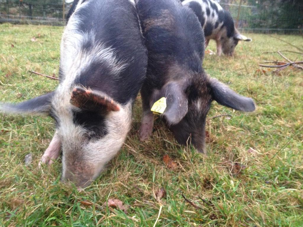 Farm Stay Happy Dogs Ranch Veberod Luaran gambar