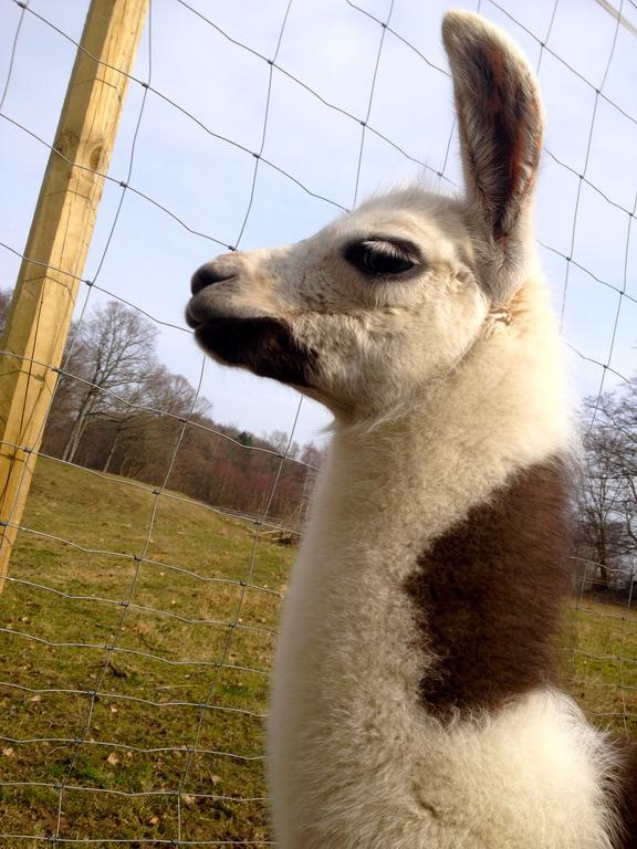Farm Stay Happy Dogs Ranch Veberod Luaran gambar