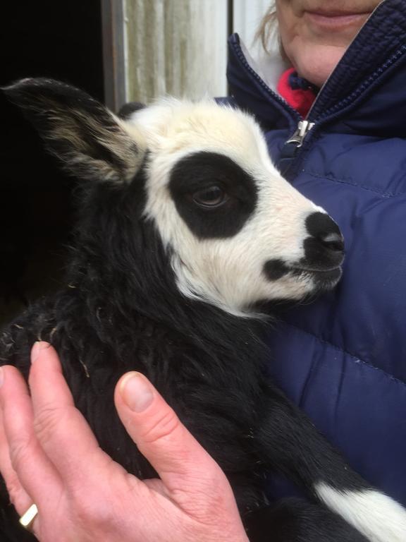 Farm Stay Happy Dogs Ranch Veberod Luaran gambar