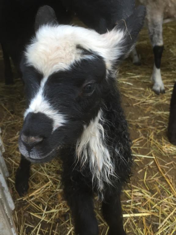 Farm Stay Happy Dogs Ranch Veberod Luaran gambar