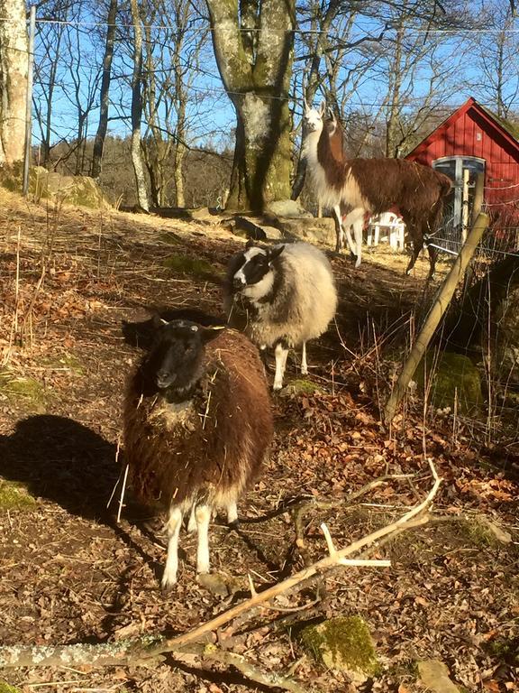 Farm Stay Happy Dogs Ranch Veberod Luaran gambar