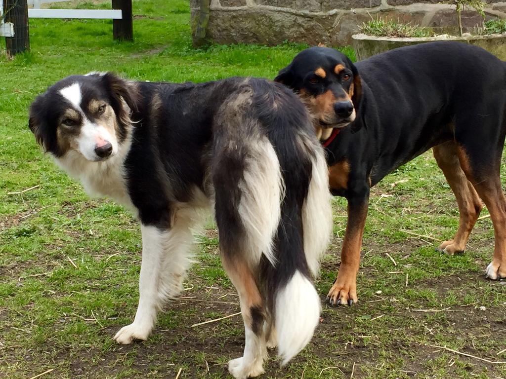Farm Stay Happy Dogs Ranch Veberod Luaran gambar
