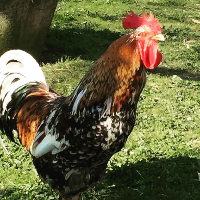Farm Stay Happy Dogs Ranch Veberod Luaran gambar