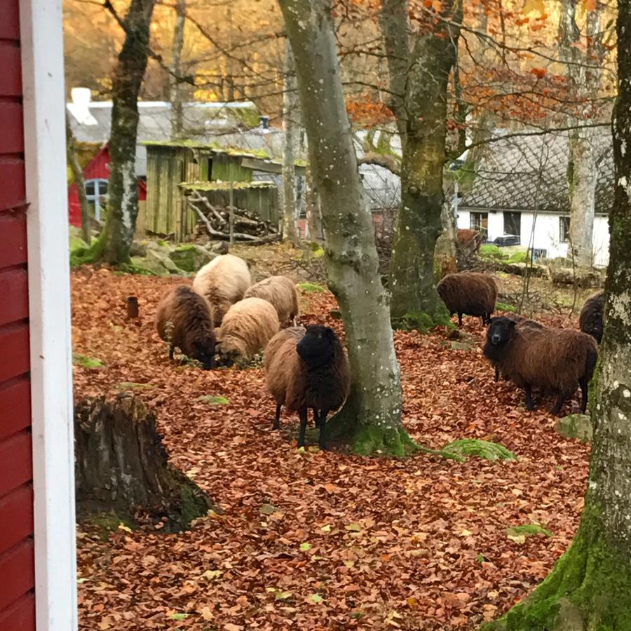 Farm Stay Happy Dogs Ranch Veberod Luaran gambar